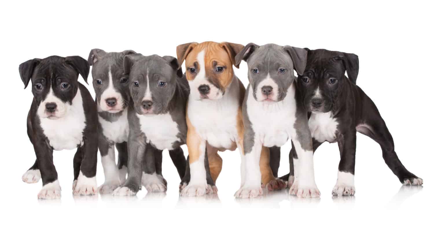 six staffordshire terrier puppies together