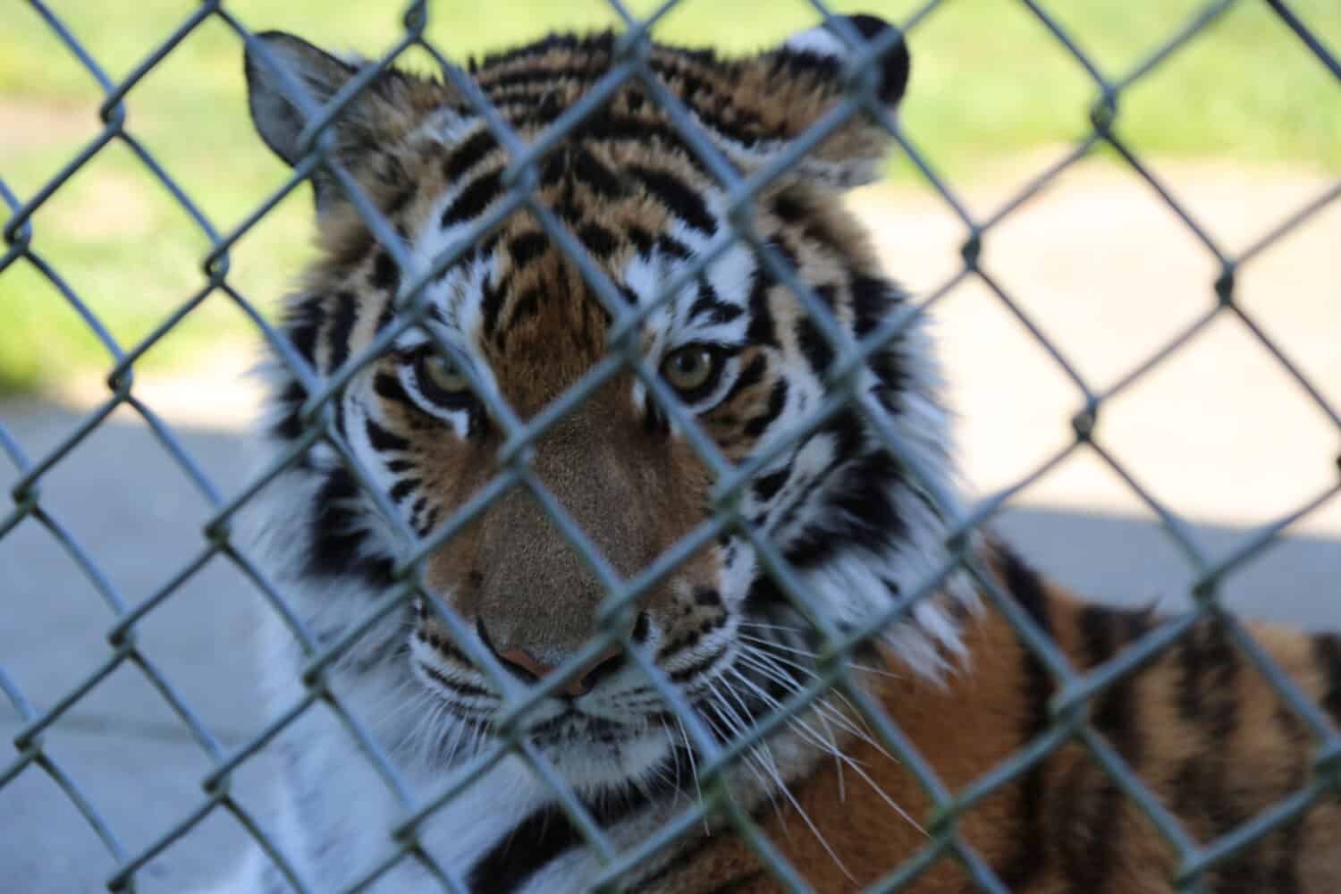 A tiger rests behind a wire fence at the Greater Vancouver Zoo in Abbotsford, British Columbia Canada. 