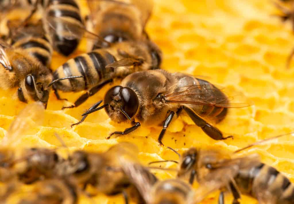 big drone bee (male honey bee) close up on bee frame