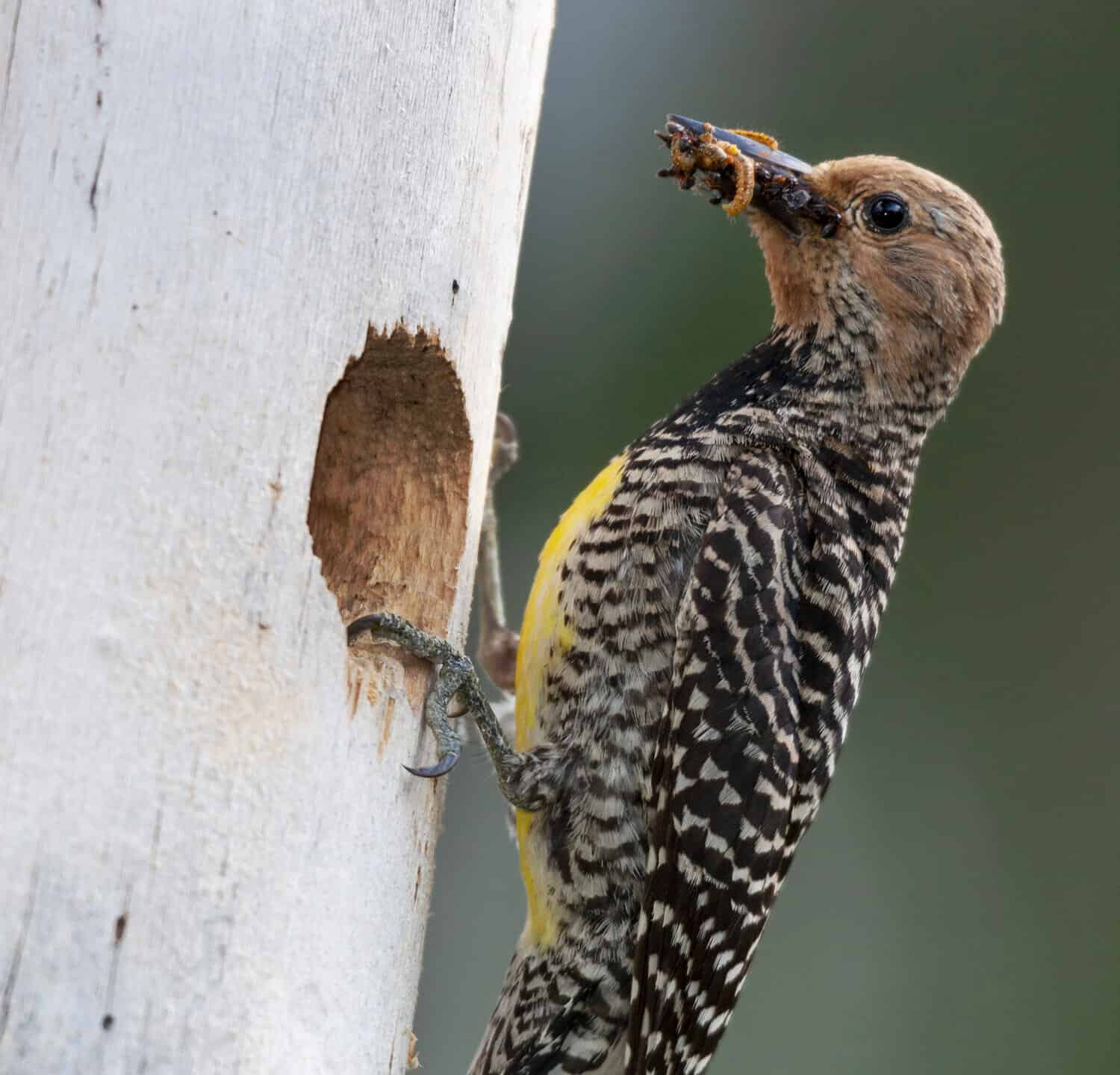 Yellowstone National Park. A female Williamson's sapsucker bringing a bill full of insects and grubs to its young in the nest.