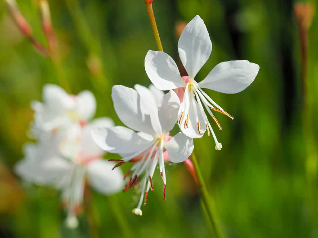 Closeup of the pretty delicate white flowers of Gaura lindheimeri, variety Sparkle White