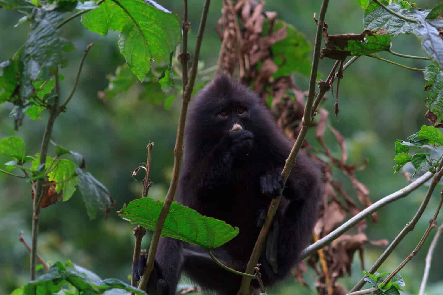 The banded surili, also known as the banded langur or the banded leaf monkey, once roamed the tropical jungles from the southern peninsulas of Myanmar and Thailand