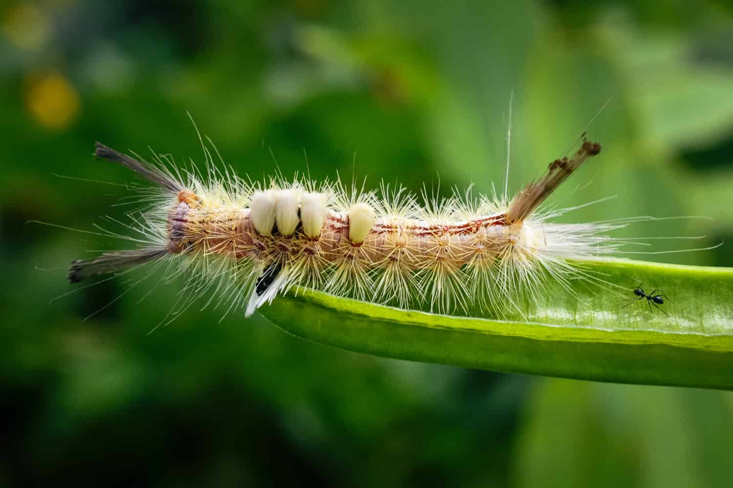 The White Marked Tussock Moth Caterpillar