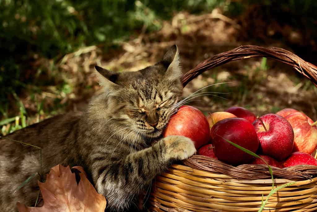 Beautiful striped cat is near the basket with ripe red apples and pumpkin in the autumn garden. 