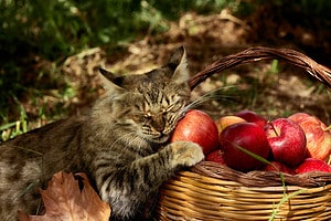 Can Cats Eat Apples? 3 Things to Know Before Feeding Picture