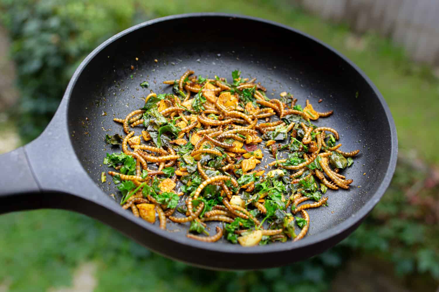 frying of edible mealworm larvae mixed with spice and herbs