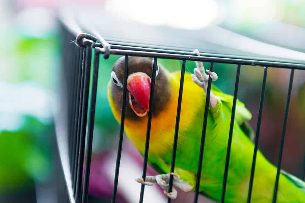 Lovebird inside a bird cage