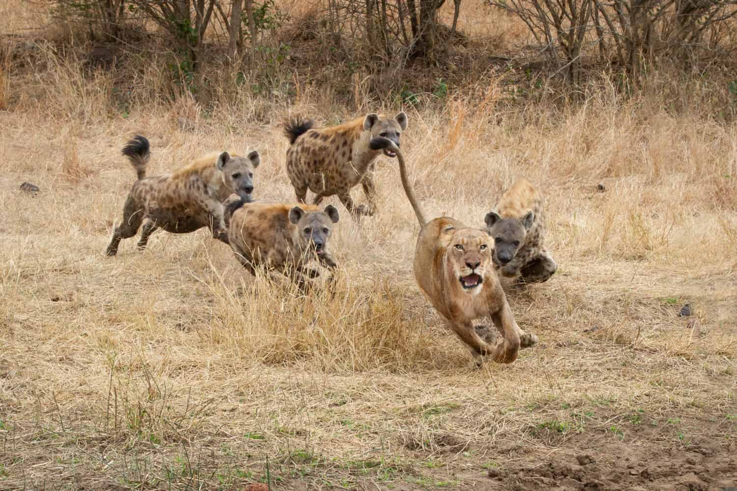 A lioness, Panthera leo, runs with ears back and mouth open from spotted hyenas, Crocuta crocuta