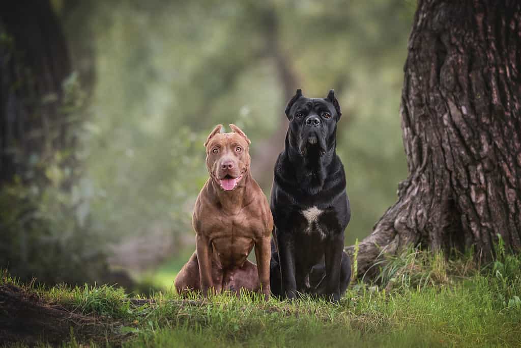 Female American Pit Bull Terrier and male Cane Corso Italianо sitting on green grass among tall trees against the backdrop of a cool evening summer landscape