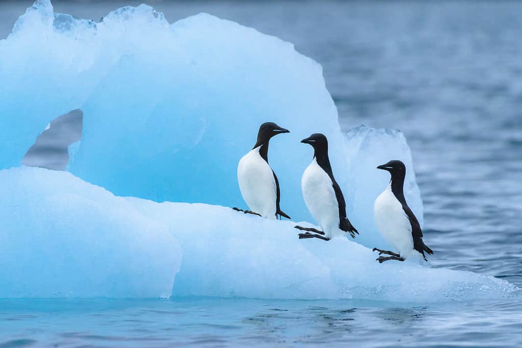 Norway, Svalbard, Spitsbergen, Alkefjellet. Thick-billed murres perched on glacial ice.