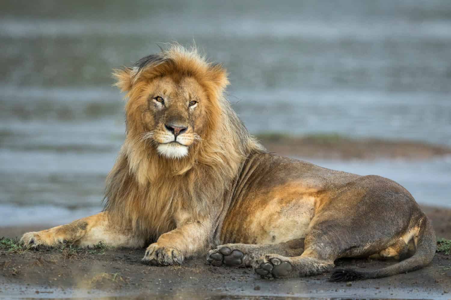 Male lion lying on a muddy river bank looking alert in Ndutu in Tanzania