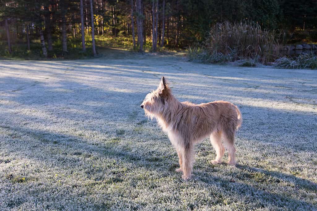 Side view of beautiful blond Picardy Shepherd standing unleashed in frosted lawn staring ahead, Levis, Quebec, Canada