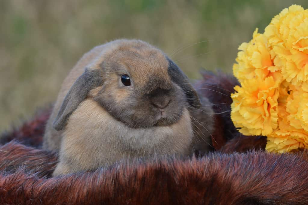 Fawn colored Holland Lop bunny Rabbit
