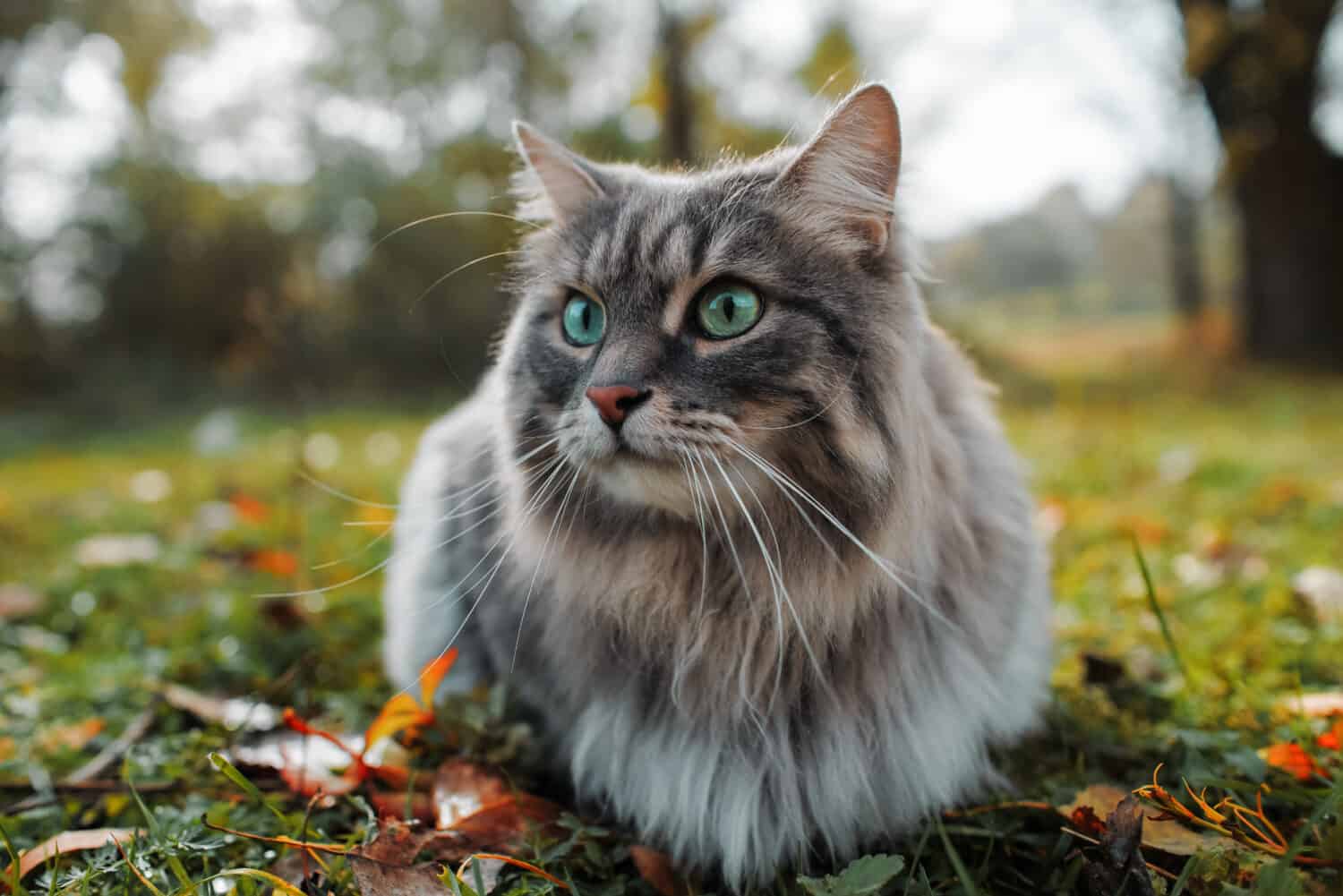 The cat looks to the side and sits on a green lawn. Portrait of a fluffy gray cat with green eyes in nature, close up. Siberian breed