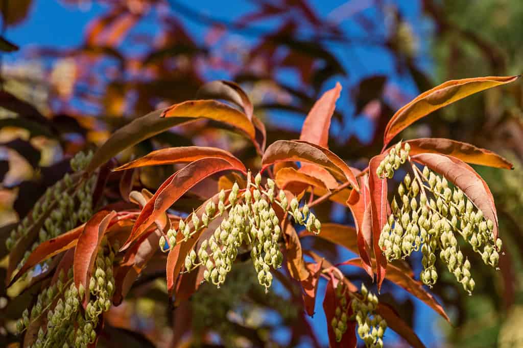 Close-up Sourwood tree (Oxydendrum arboreum) in red leaves and yellow seeds bunch on blue sky. Beautiful rare plant in the family Ericaceae in city Park Krasnodar or Galitsky Park in sunny autumn 2020