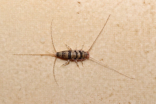 Firebrat vs Silverfish: Key Differences Between These Little Pests - A ...