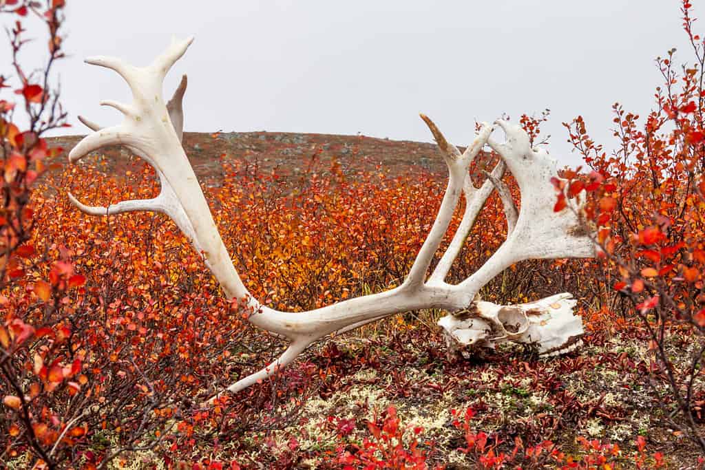 Sun bleached Barren-land Caribou skull and antlers lay amongst the shrubbery of the Tundra in Canada's Northwest Territories