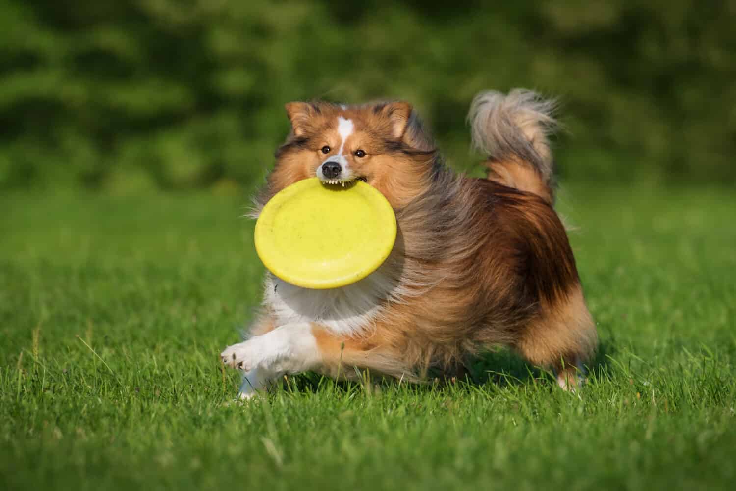 Sheltie dog playing with a frisbee disc. Dog activity. Shetland Sheepdog Breed. 