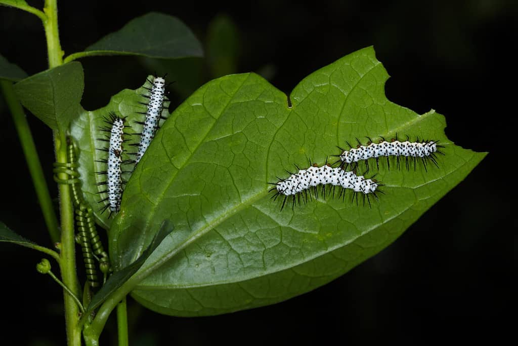 Zebra longwing caterpillar - Heliconius charithonia