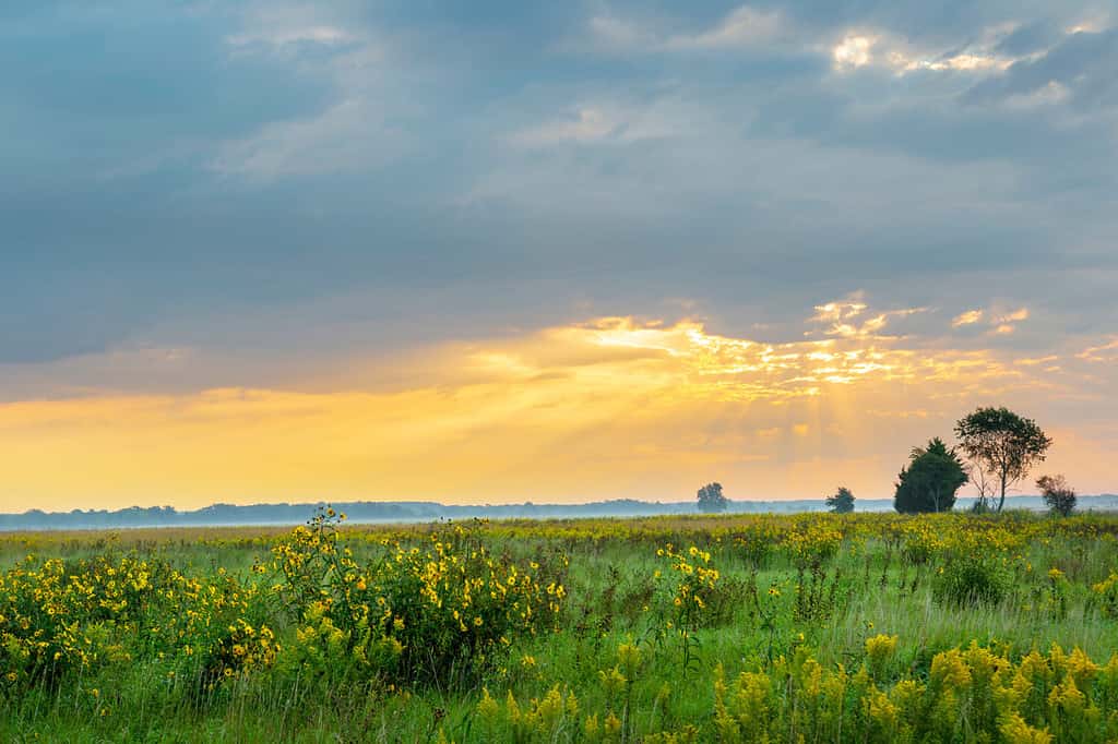 Sunrise and prairie, Prairie Ridge State Natural Area, Marion County, Illinois.