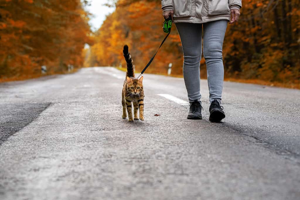 A woman with a Bengal cat on a leash walking along the road in the forest.