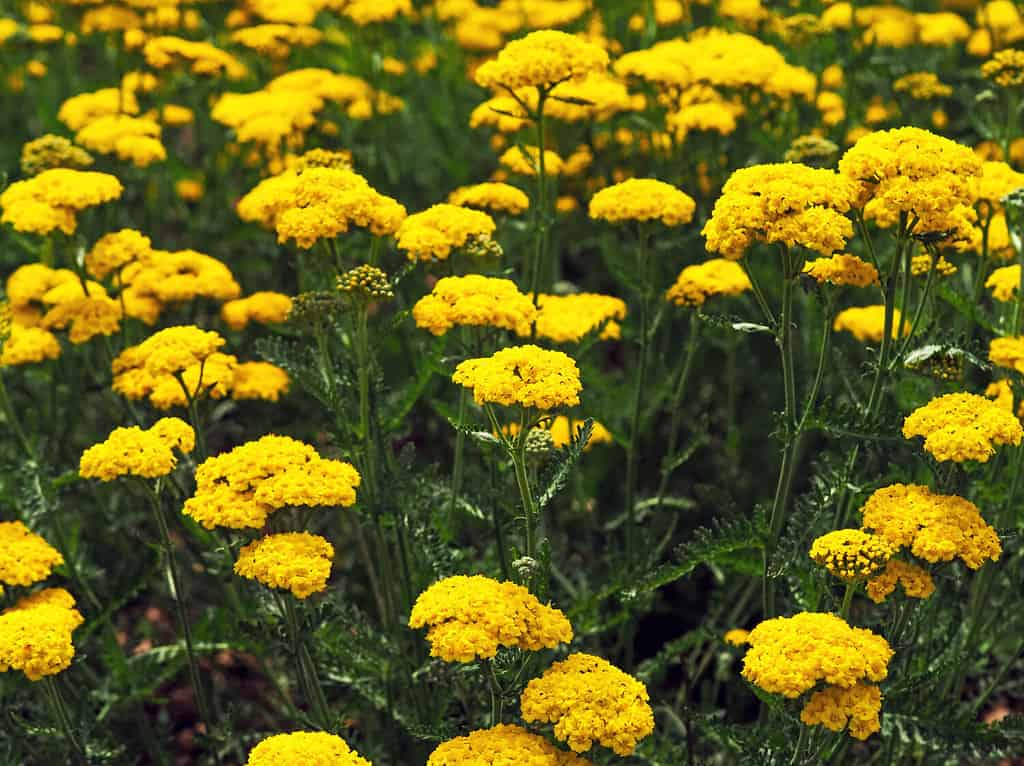 Bright yellow yarrow, Achillea filipendulina Cloth of Gold, flowering in a garden