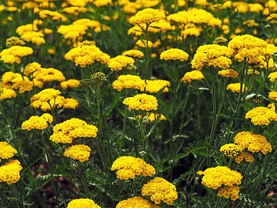 A The Best Perennial Flowers for Delaware: 11 Options for a Gorgeous Bloom Every Year