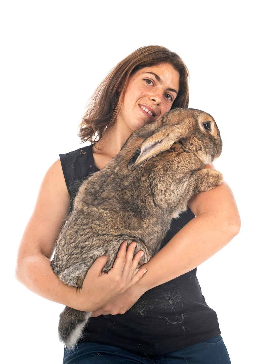Flemish Giant Rabbit Size Comparison How Big Do These Rabbits Get? A