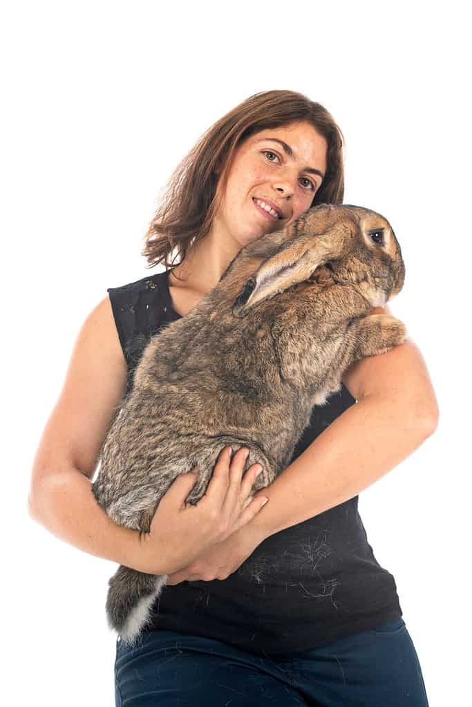 Flemish Giant rabbit and woman in front of white background