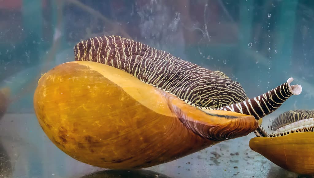 Melo melo snail Baler volute striped shell melon swimming underwater glass aquarium tank for sale at seafood market