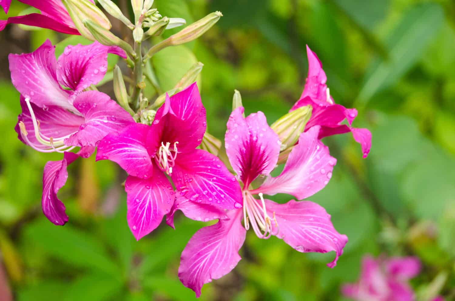 Pink Bauhinia flower blooming, Closeup Purple Orchid Tree or Purple Bauhinia (Bauhinia purpurea L.) in Jatujuk park on nature background.Thailand