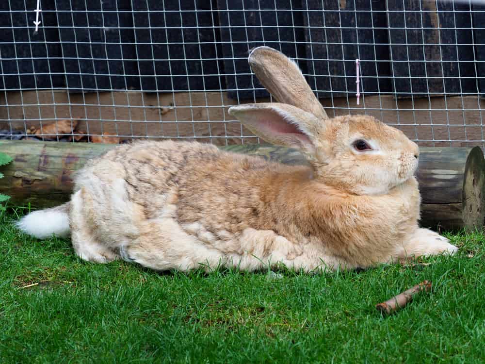 A Flemish Giant rabbit lays down and relaxs on he grass.