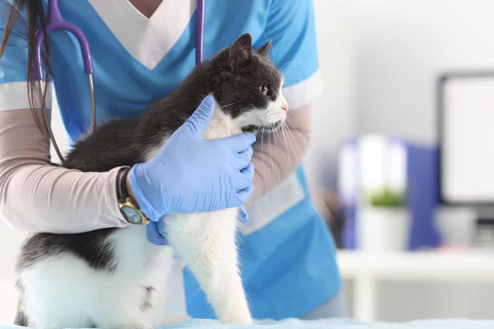Veterinarian in the office examines the cat. Veterinary clinic services concept