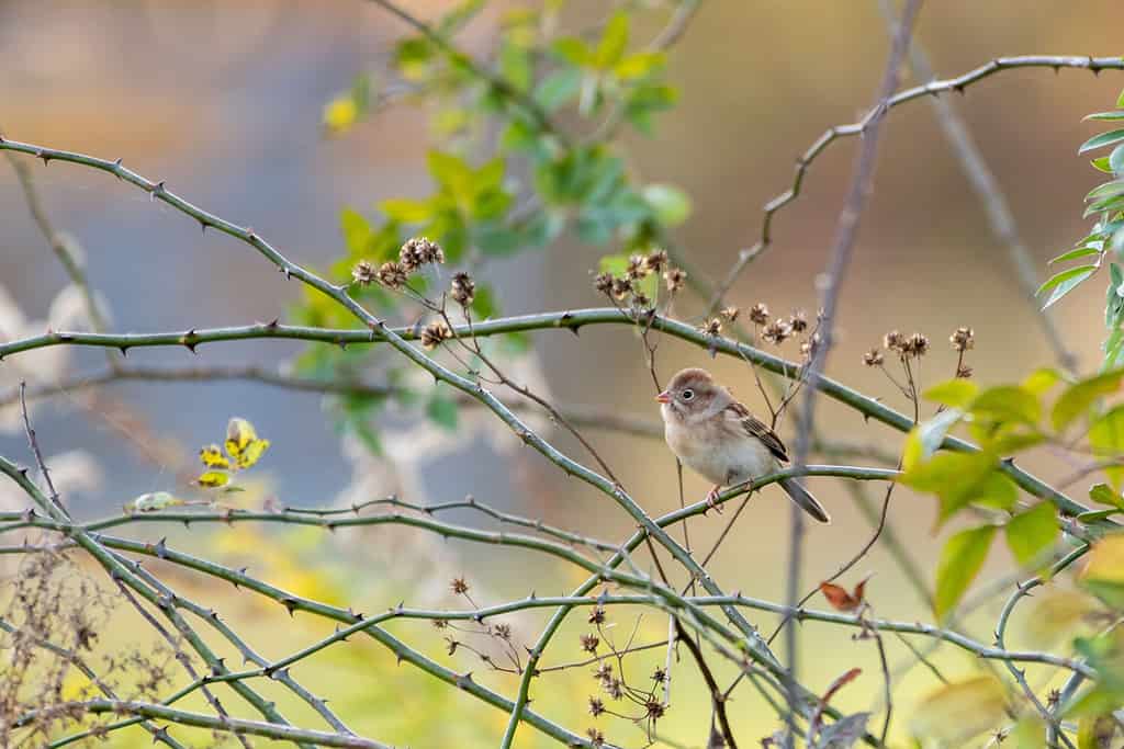 Field Sparrow in a bush with thorns