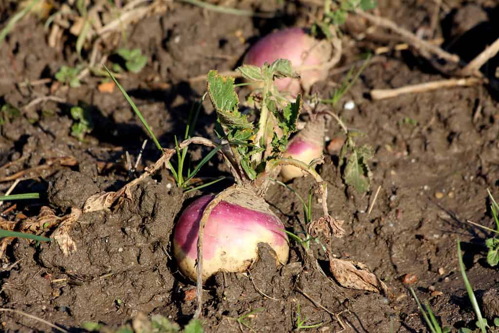 Row of small Rutabaga or Swede or Swedish turnip or Neep cold weather root vegetable plants with visible edible roots and small dark green leaves planted in local home garden surrounded with wet soil