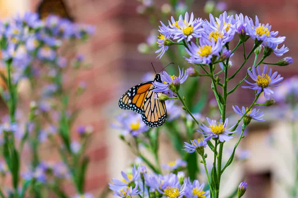 A monarch feeding on a stand of purple Tartarian asters in North America on their way south to Mexico.