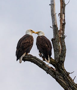Do Bald Eagles Mate for Life? 4 Amazing Facts About These Loyal Birds Picture
