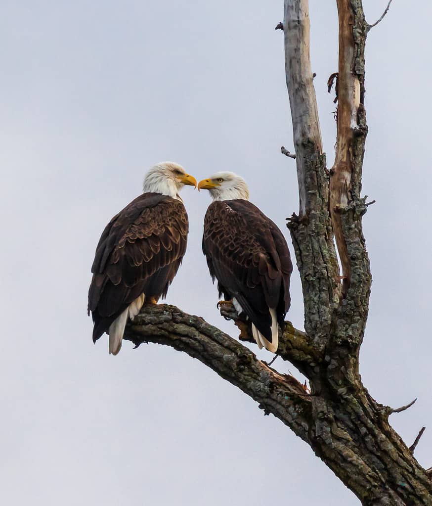Mated pair of bald eagles perched in a tree with their beaks close to each others