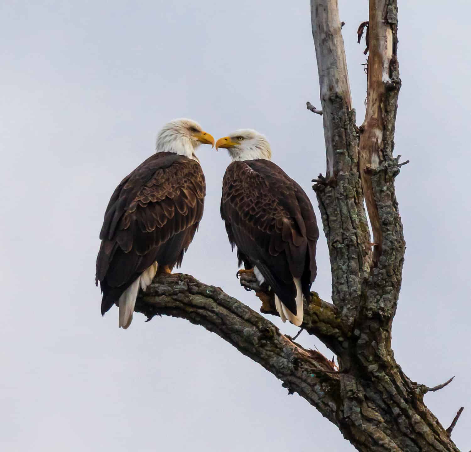 Mated pair of bald eagles perched in a tree with their beaks close to each others