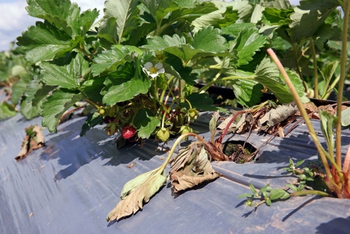 symptom of plant disease on strawberry