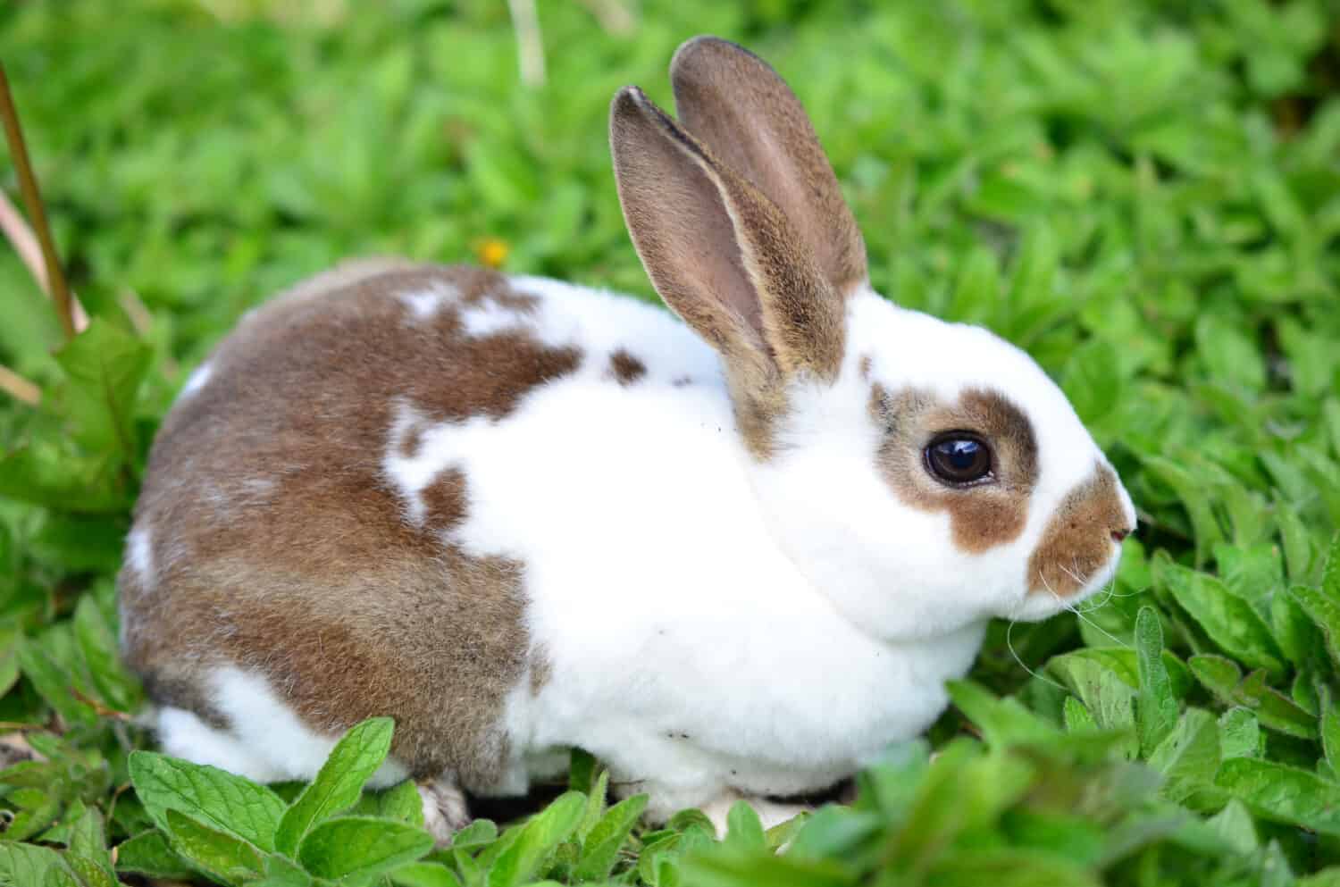 Brown and white Mini Rex rabbit