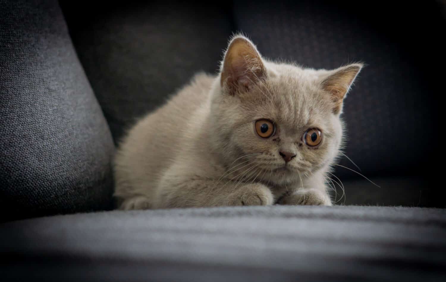 British shorthair kitten nine weeks old