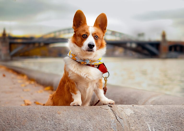 A red-white cardigan welsh corgi stands on a parapet near the river
