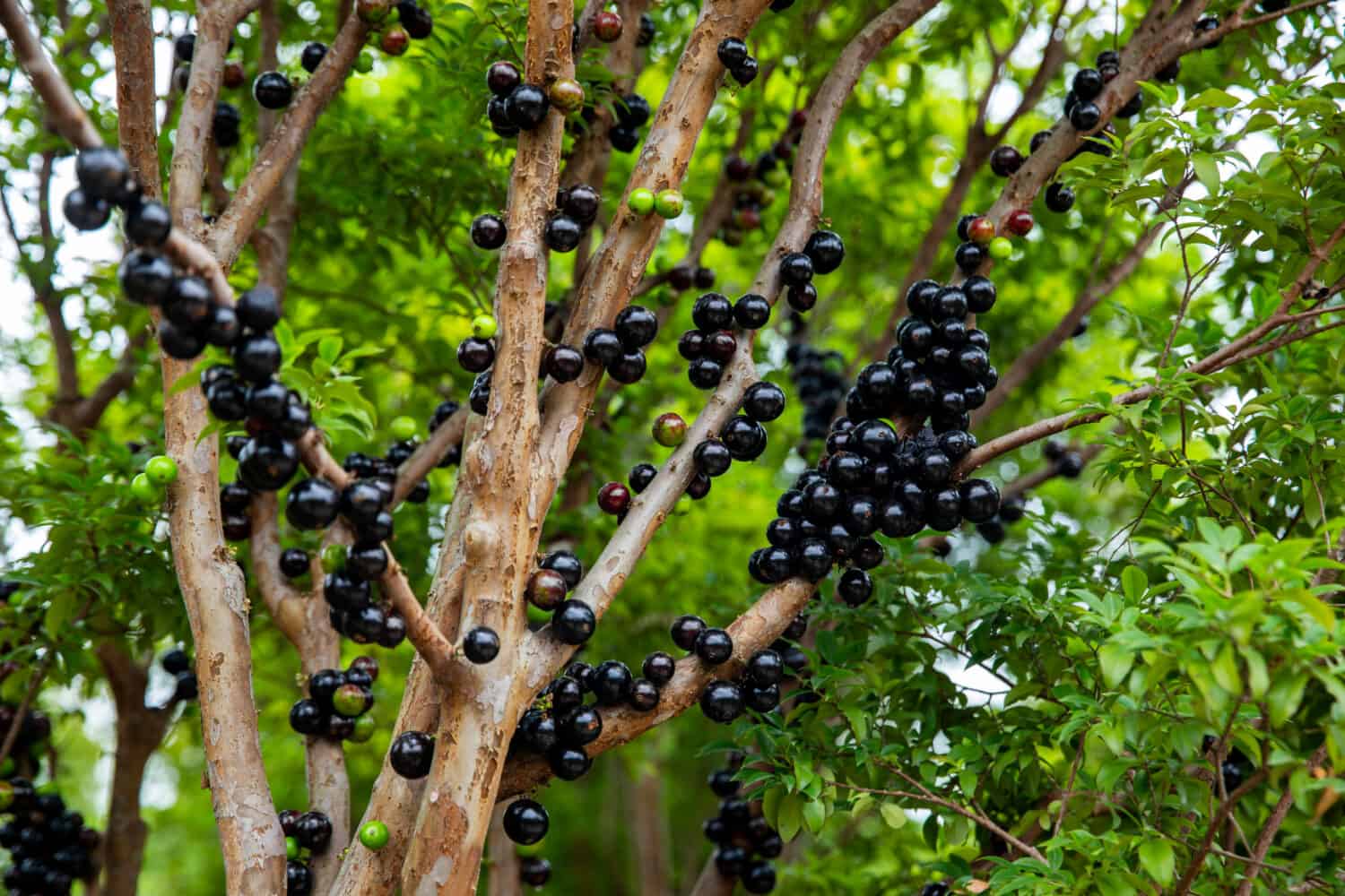 Jabuticaba fruit.The exotic fruit of the jaboticaba growing on the tree trunk. Jabuticaba is the native Brazilian grape tree. Species Plinia cauliflora. The young fruit is green.