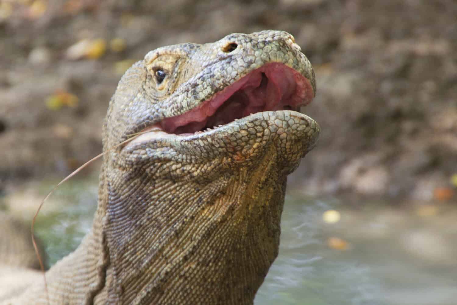 Komodo dragon biggest lizard on earth holding up its reptile head. The closeup with teeth in open predator mouth with nostrils above, Nusa Tenggara, Flores Indonesia