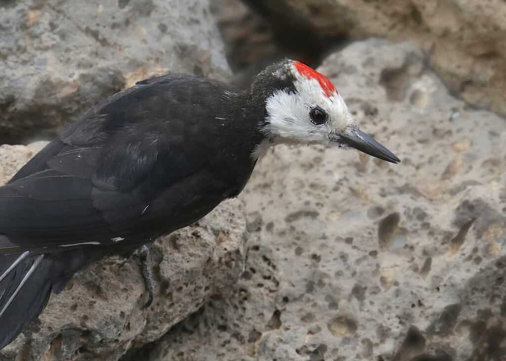 White-headed Woodpecker (male) perched among some rocks