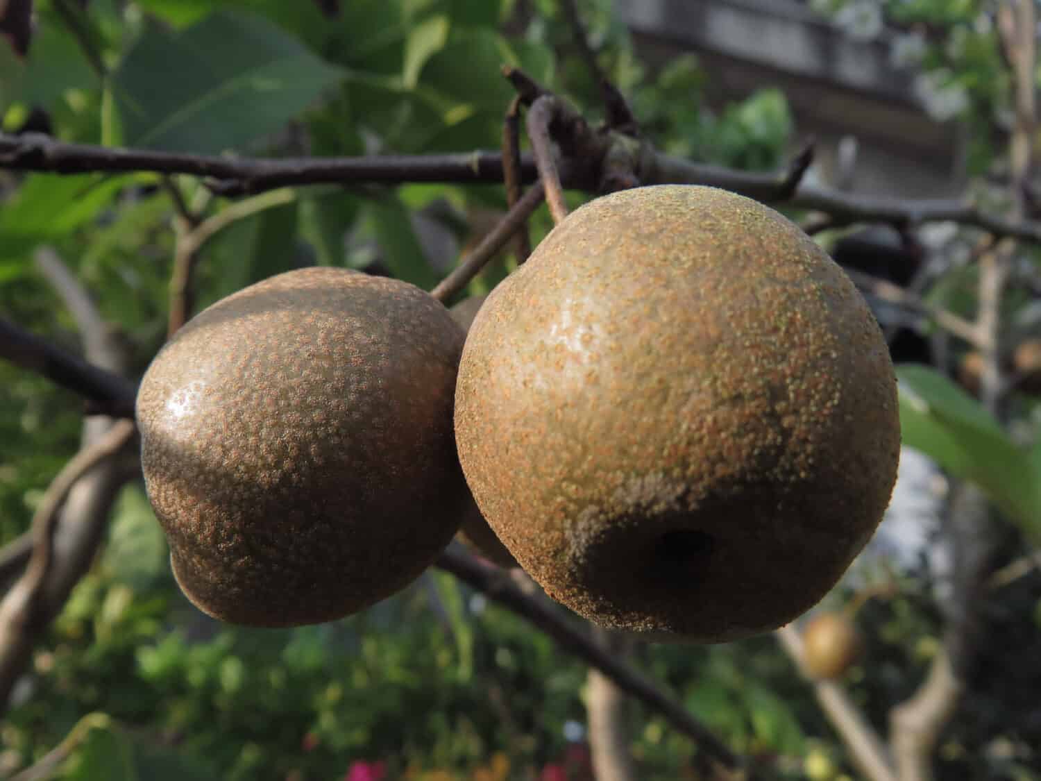 A selective focus closeup of a winter nelis pear in a tree in the garden