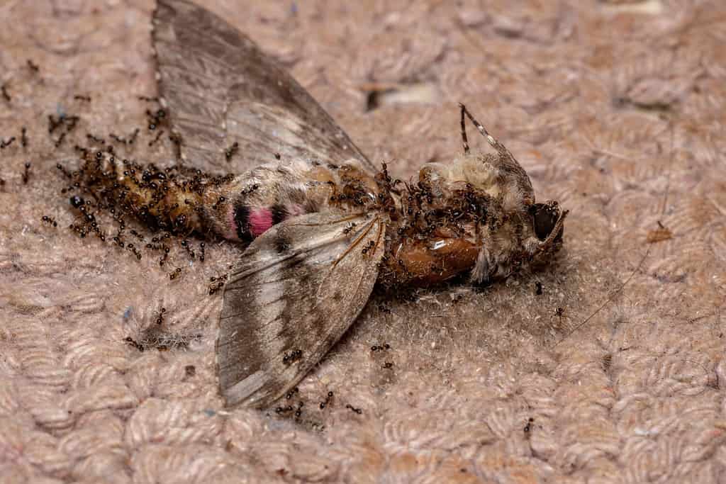 Big-headed Ants of the Genus Pheidole eating a Dead Pink-spotted Hawk moth of the species Agrius cingulata