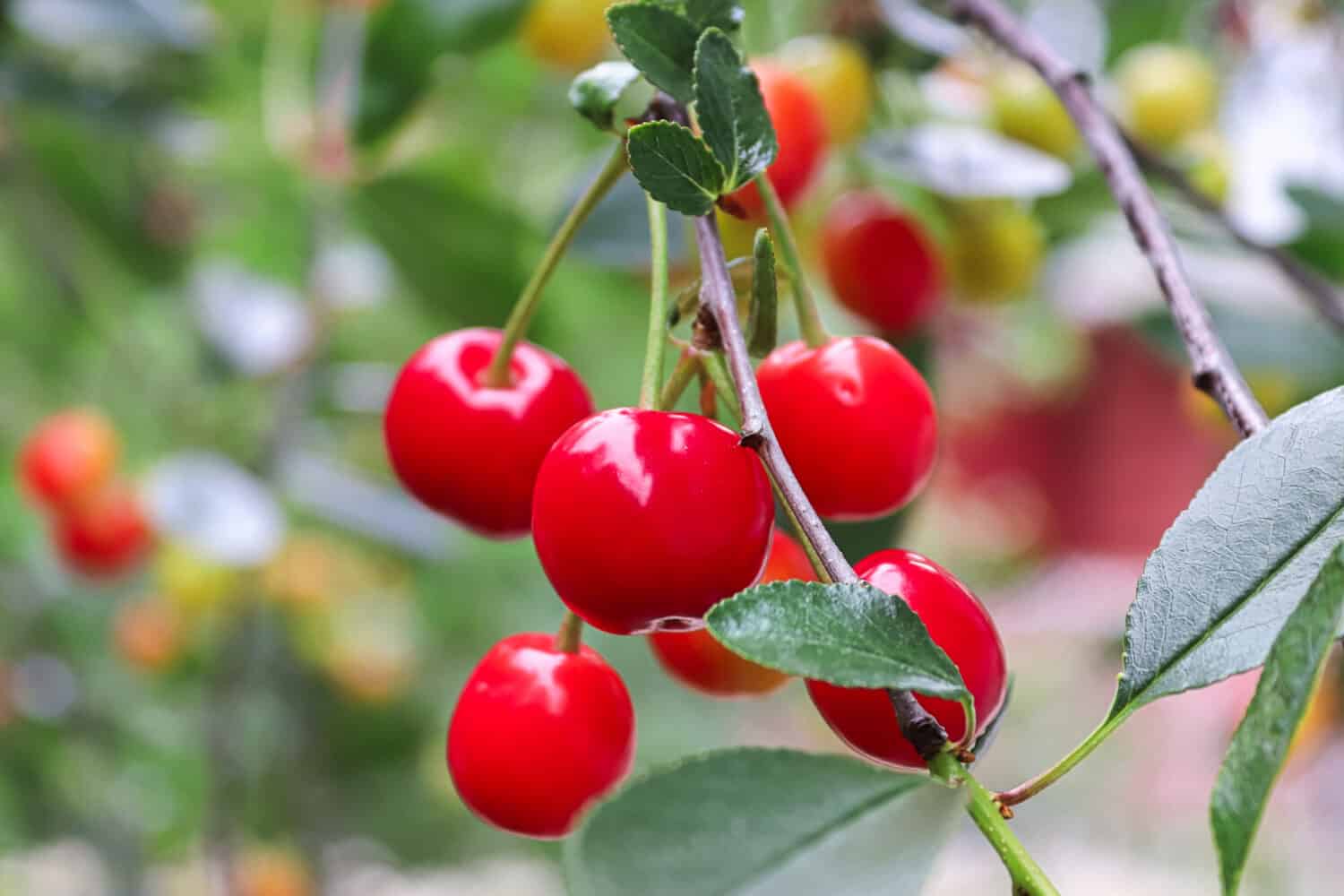 Closeup of a cluster of red sour cherries on a tree