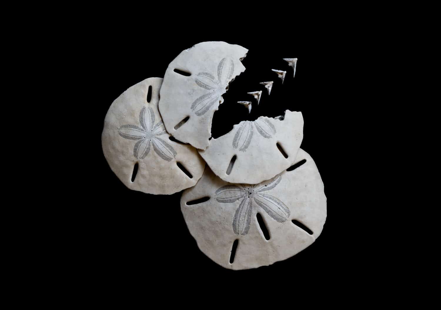 Three sand dollars on a black background, one sand dollar is broken and five white doves from inside are flying outwards.